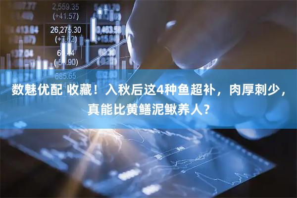 数魅优配 收藏！入秋后这4种鱼超补，肉厚刺少，真能比黄鳝泥鳅养人？